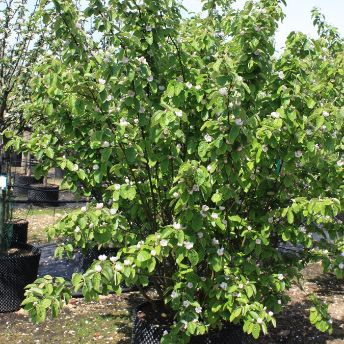 Cydonia oblonga 'Lescovacka'