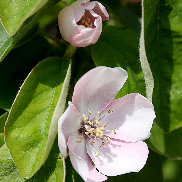Cydonia oblonga 'Lescovacka'