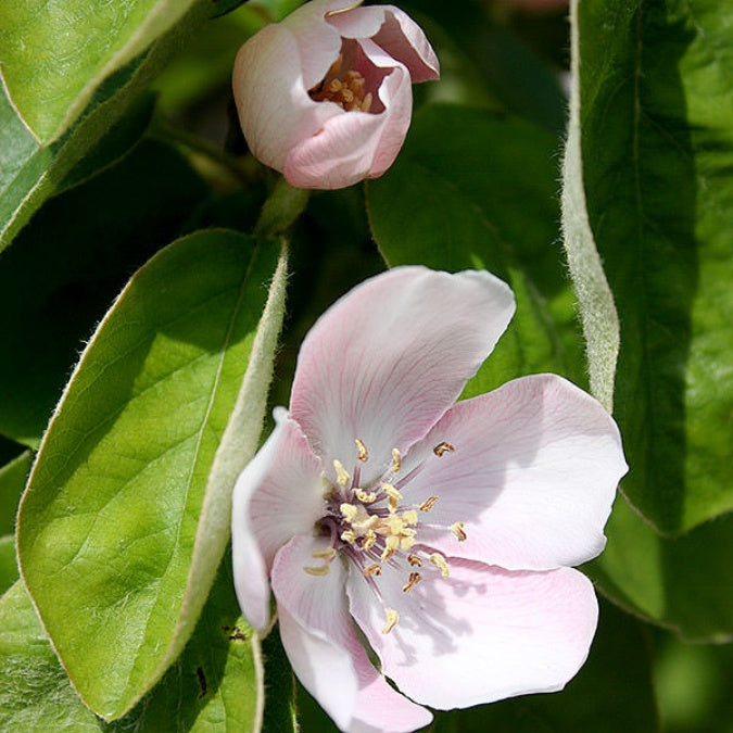 Cydonia oblonga 'Lescovac'