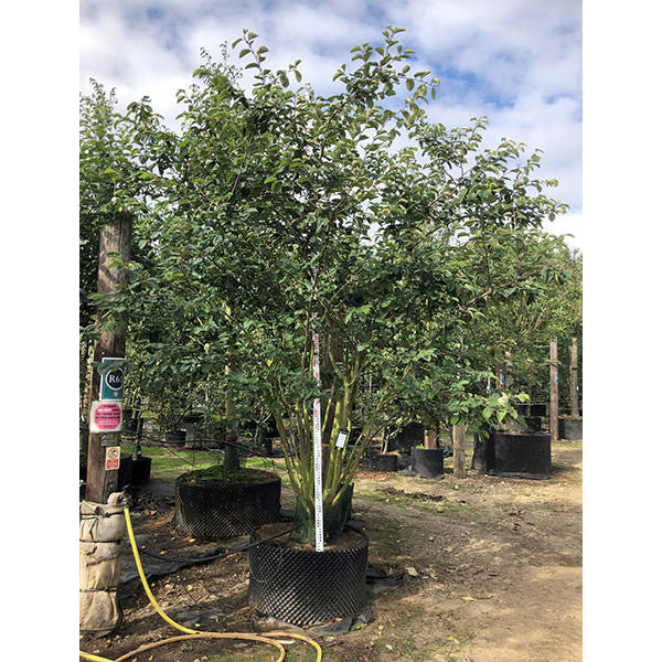 Cydonia oblonga 'Vranja'