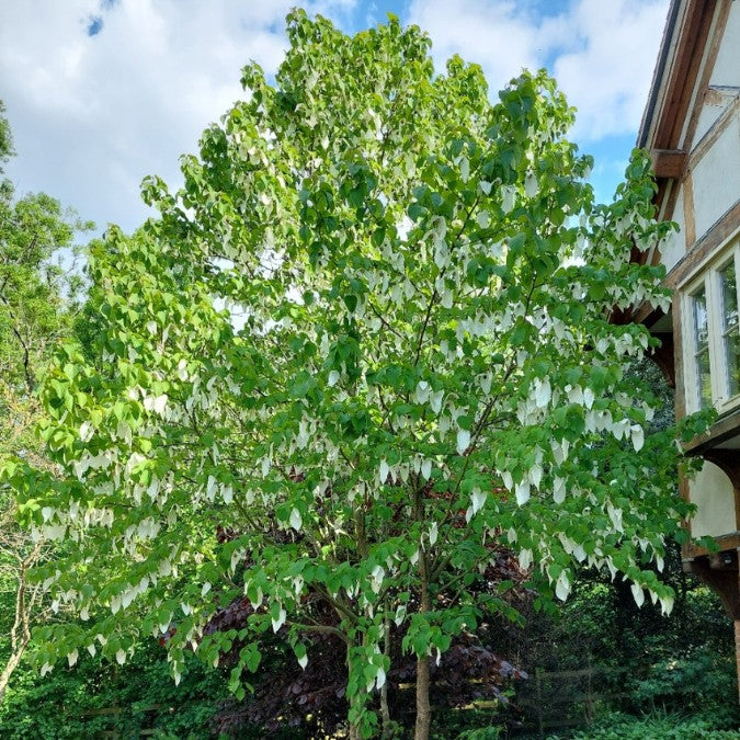 Davidia involucrata