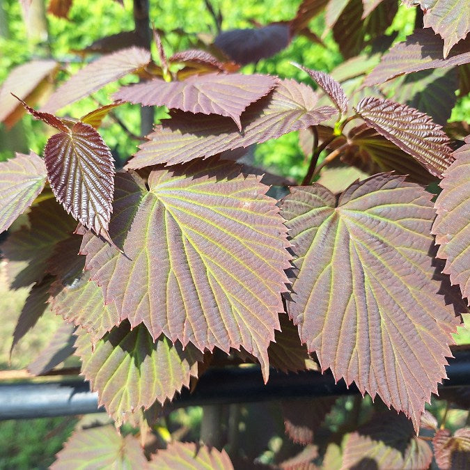 Davidia involucrata