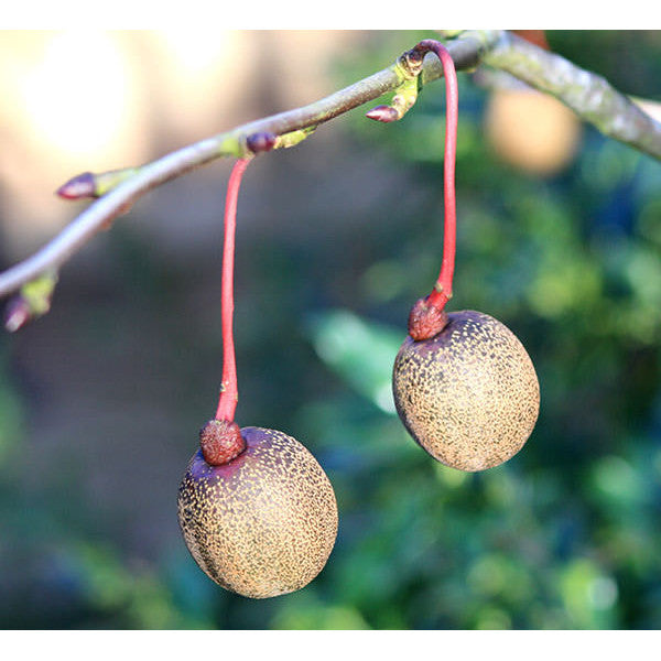 Davidia involucrata