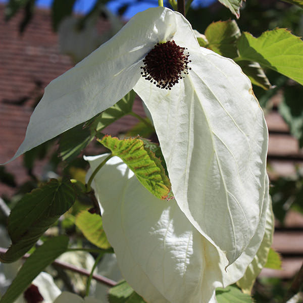 Davidia involucrata