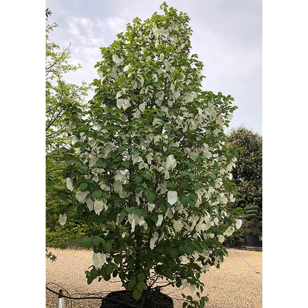 Davidia involucrata