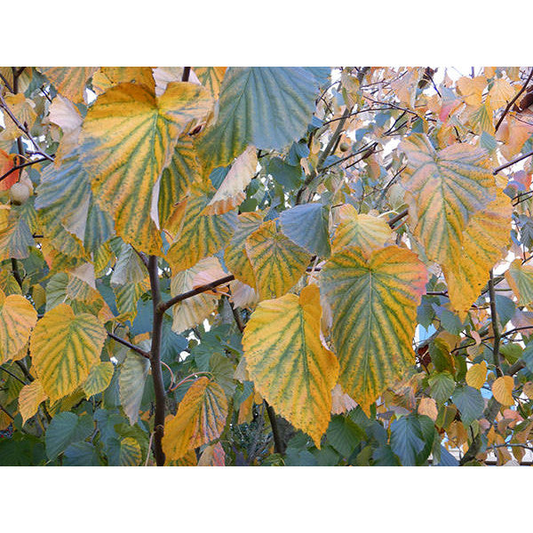 Davidia involucrata