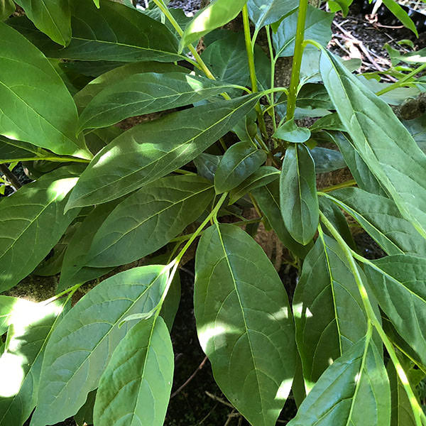 Diospyros lotus