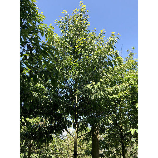 Diospyros lotus