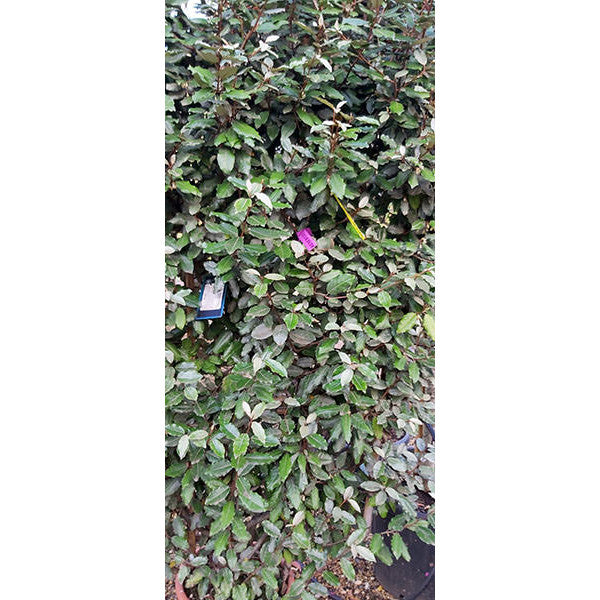 Elaeagnus x ebbingei