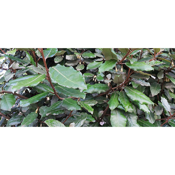 Elaeagnus x ebbingei
