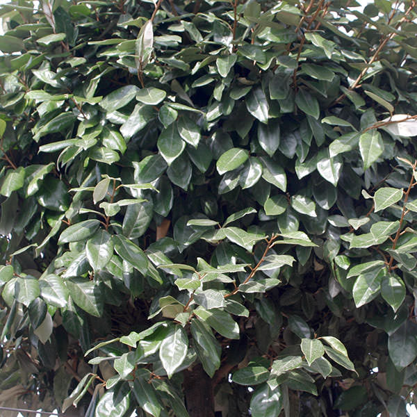 Elaeagnus x ebbingei