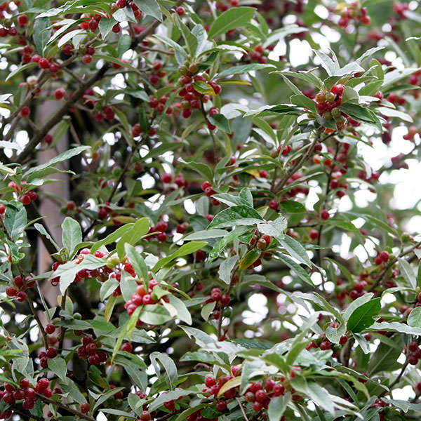 Elaeagnus umbellata