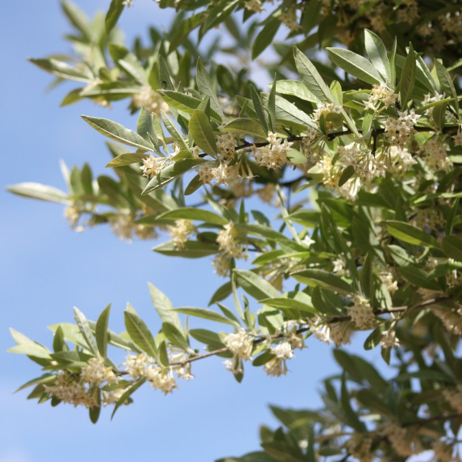 Elaeagnus umbellata