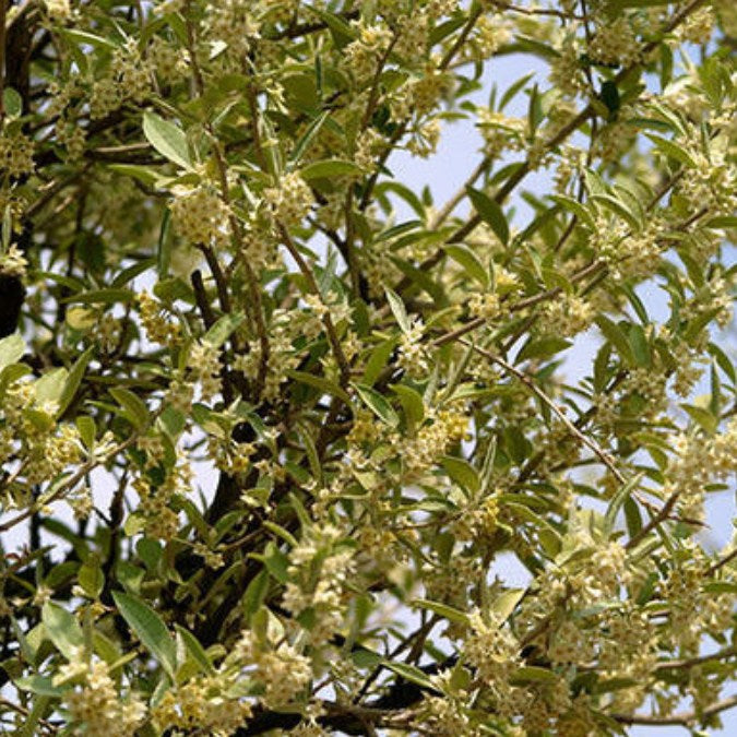 Elaeagnus umbellata