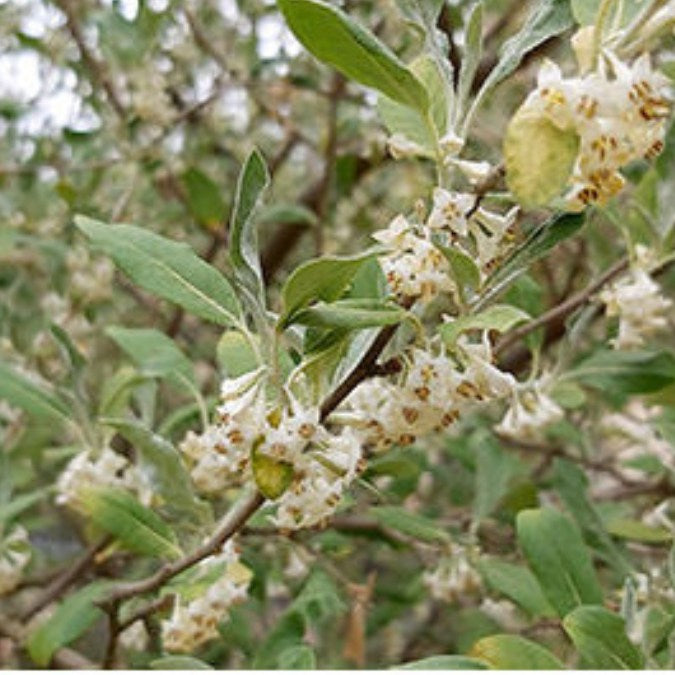 Elaeagnus umbellata
