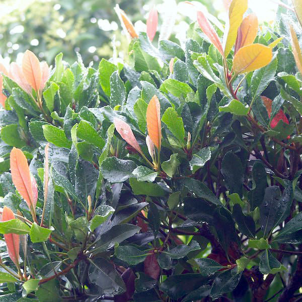 Eriobotrya japonica 'Coppertone'