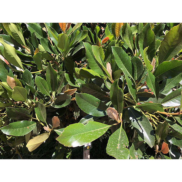 Eriobotrya japonica 'Coppertone'