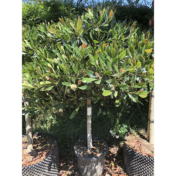 Eriobotrya japonica 'Coppertone'