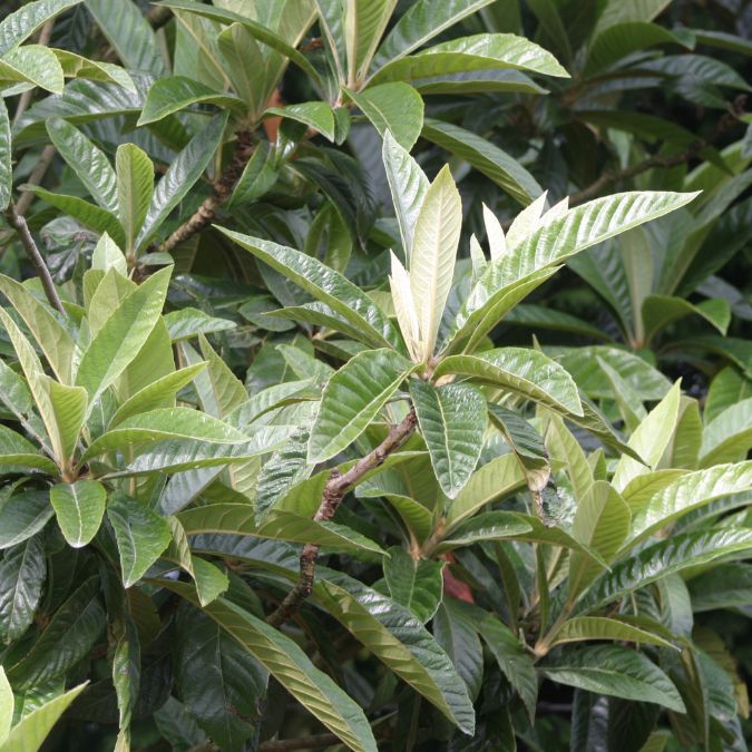 Eriobotrya japonica