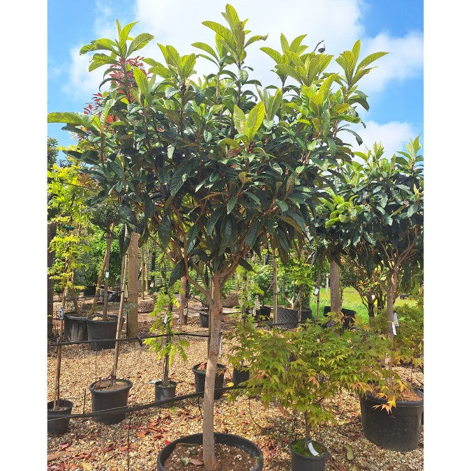 Eriobotrya japonica