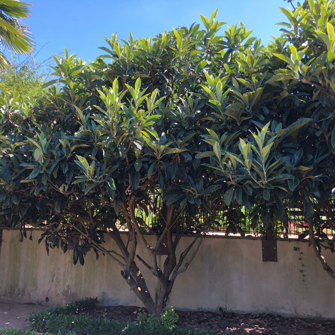 Eriobotrya japonica