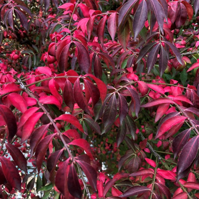 Euonymus alatus