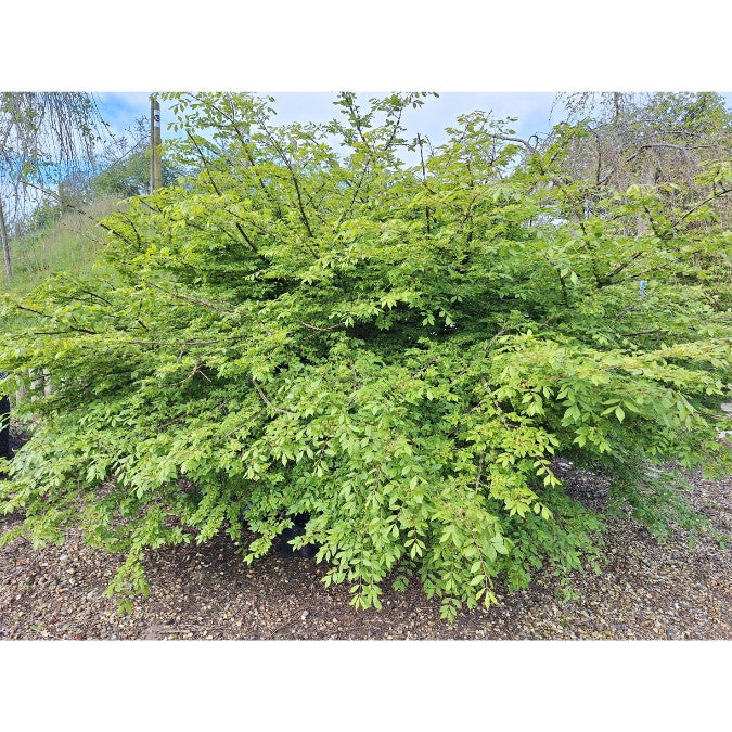 Euonymus alatus