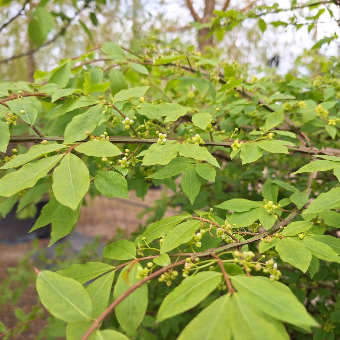 Euonymus alatus