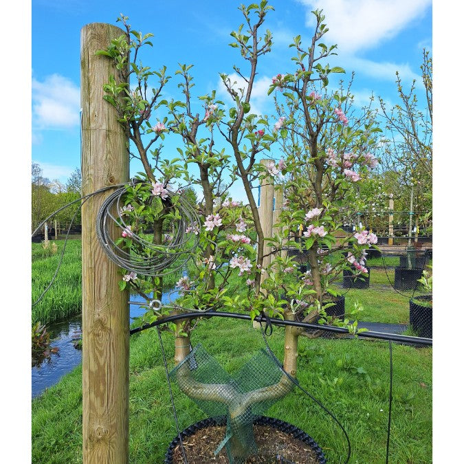 Malus d. 'Elstar' (Pleached)