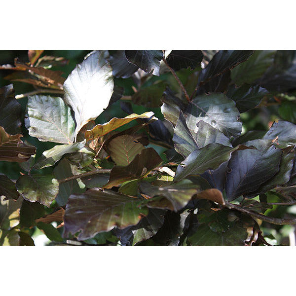 Fagus sylvatica 'Dawyck Purple'