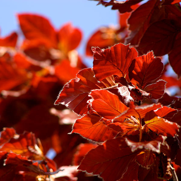 Fagus sylvatica 'Dawyck Purple'