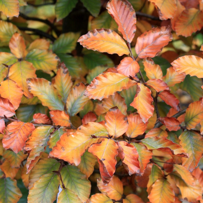 Fagus sylvatica 'Riversii' – Majestic Trees