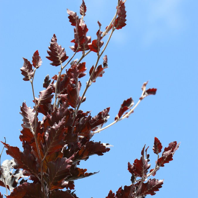 Fagus sylvatica 'Red Obelisk'
