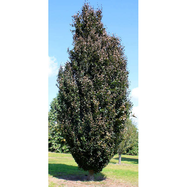 Fagus sylvatica 'Red Obelisk'