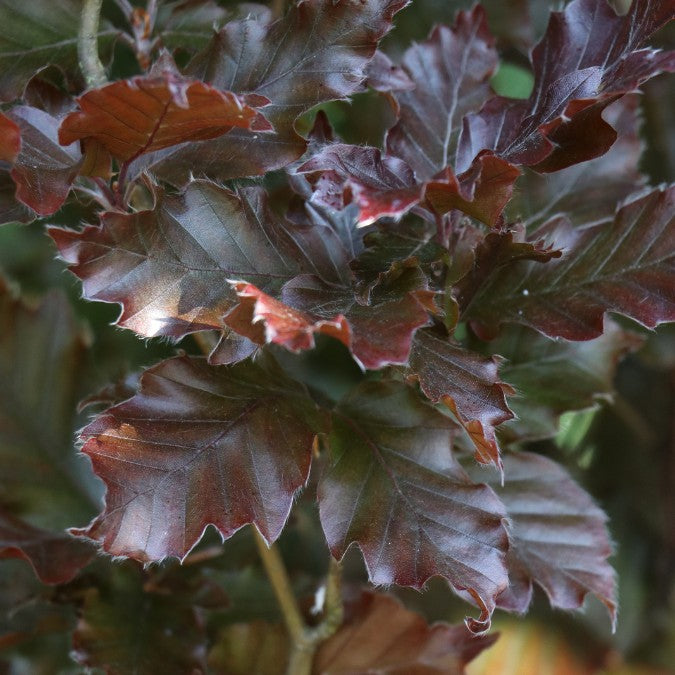 Fagus sylvatica 'Red Obelisk'