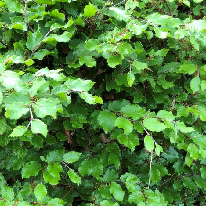 Fagus sylvatica