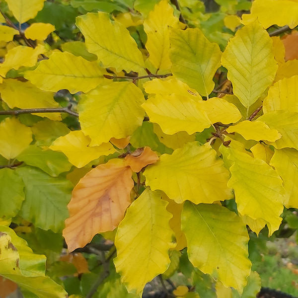 Fagus sylvatica