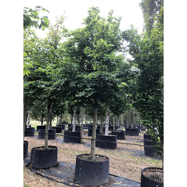 Fagus sylvatica