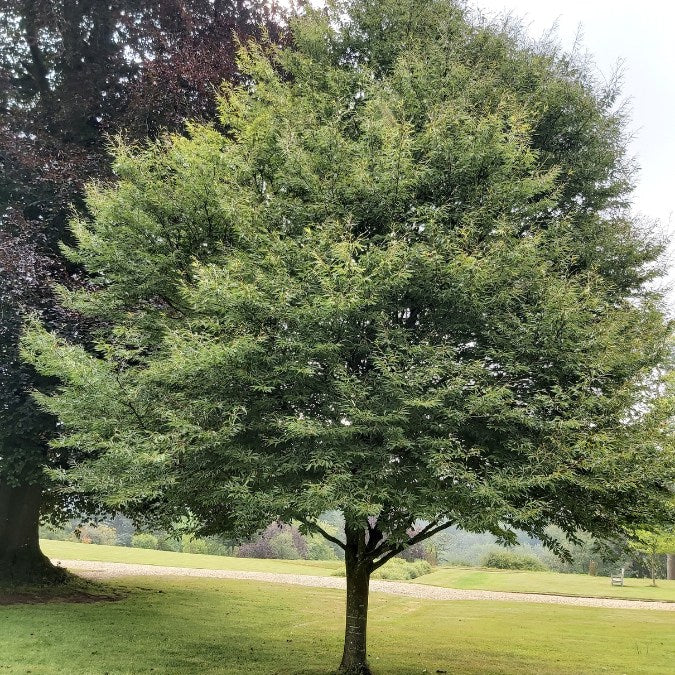 Fagus sylvatica 'Asplenifolia'