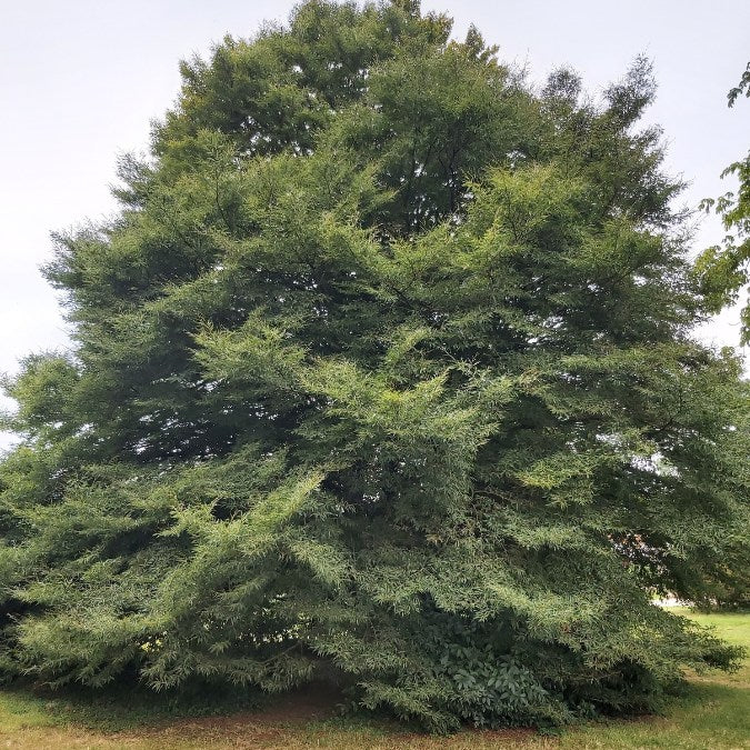 Fagus sylvatica 'Asplenifolia'