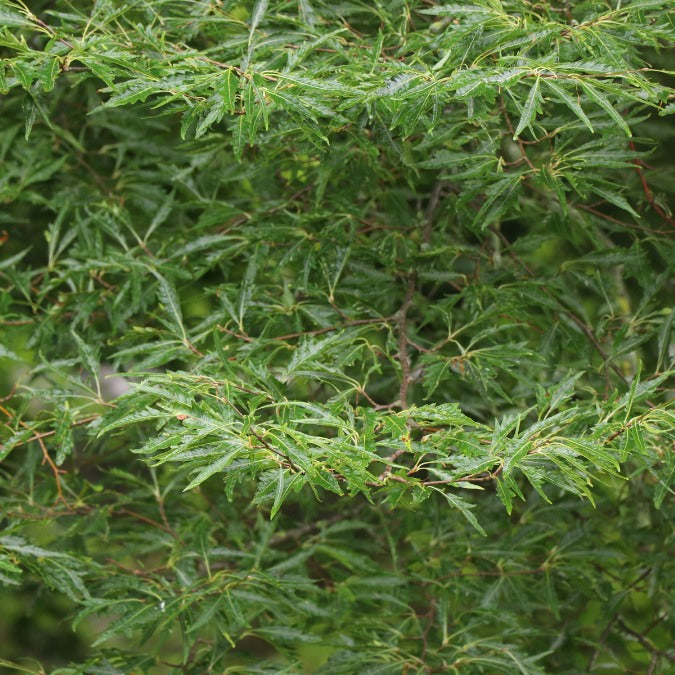Fagus sylvatica 'Asplenifolia'