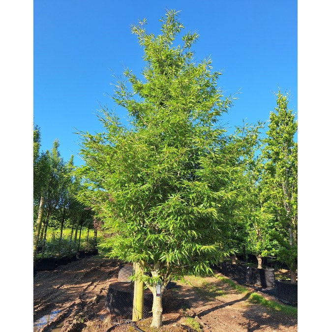 Fagus sylvatica 'Asplenifolia'