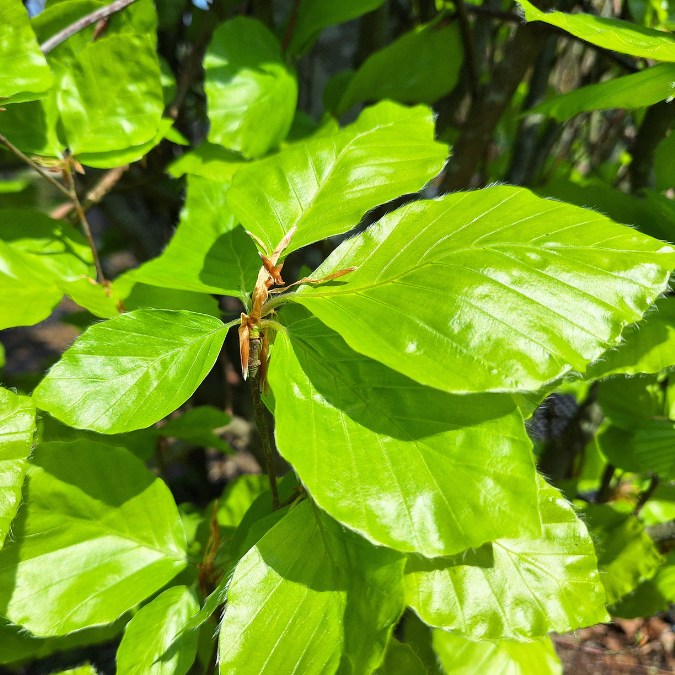 Fagus sylvatica 'Dawyck'