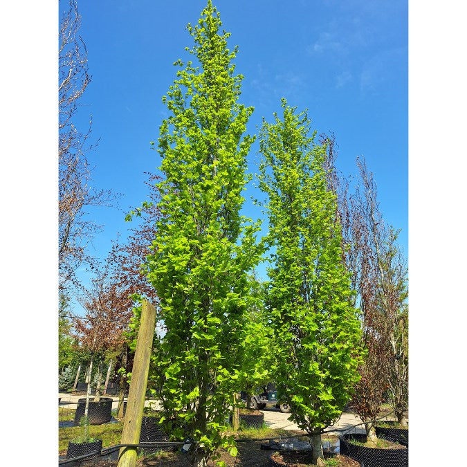 Fagus sylvatica 'Dawyck'