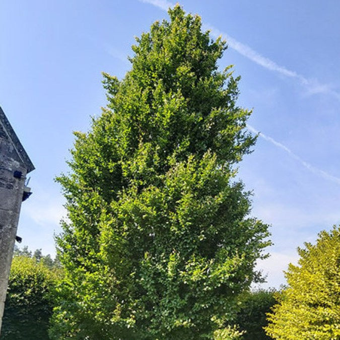 Fagus sylvatica 'Dawyck'
