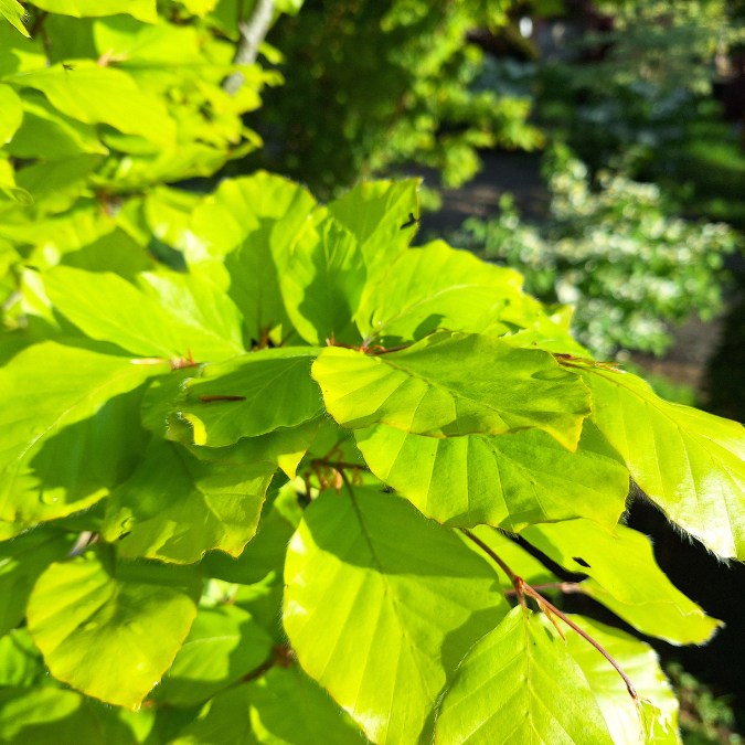 Fagus sylvatica 'Dawyck Gold'