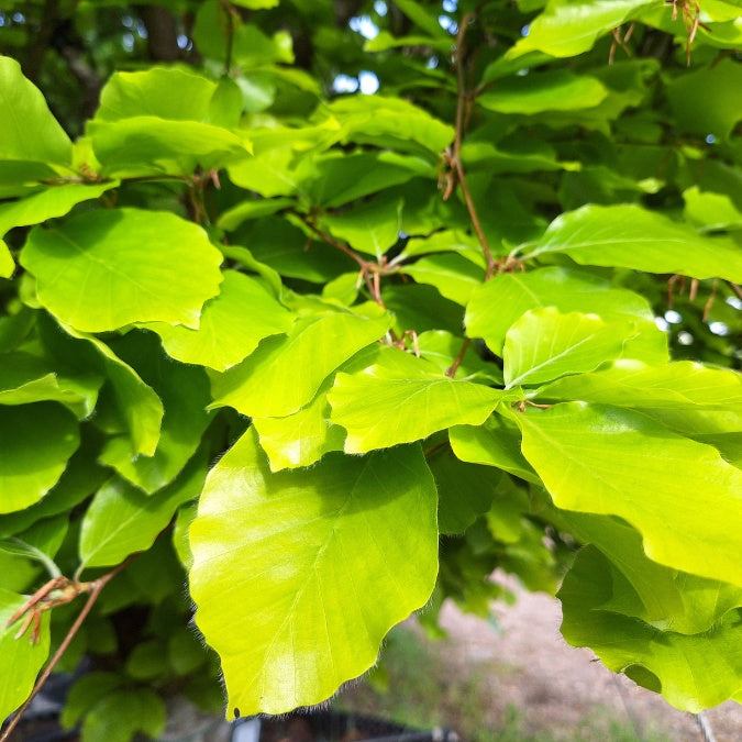 Fagus sylvatica 'Dawyck Gold'