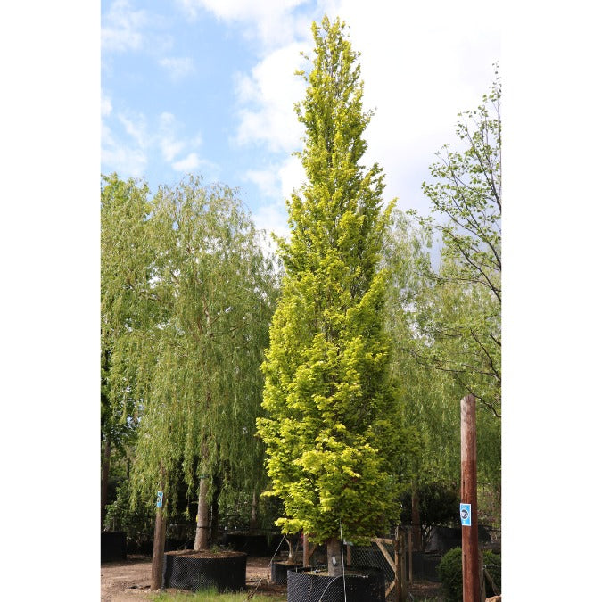 Fagus sylvatica 'Dawyck Gold'