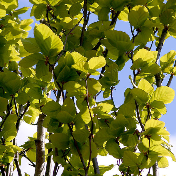 Fagus sylvatica 'Dawyck Gold'