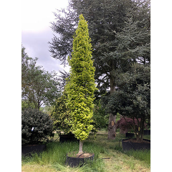 Fagus sylvatica 'Dawyck Gold'